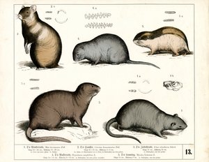 Europæiske gnavere: Rotter og mosegrise af Heinrich Leutemann