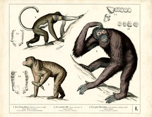 Menneskeaber: Orangutang, chimpanse og guenon af Heinrich Leutemann