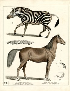 Hest og zebra med anatomiske detaljer af Heinrich Leutemann