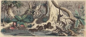 Flodbred i Guyana (farvet gravering) af Heinrich Leutemann