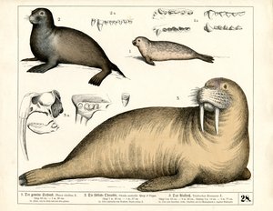 Sæler og hvalrosser med anatomiske detaljer af Heinrich Leutemann