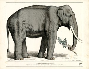 Den asiatiske elefant af Heinrich Leutemann