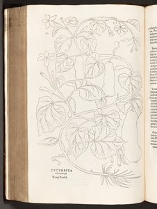 BT3.26.5 s.370 Courgette, illustration fra The history of raciale kommentarer af Leonhart Fuchs, 1542