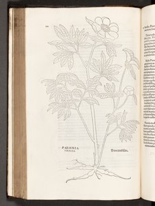 BT3.267.5 s.311 Paeony, illustration fra The history of raciale kommentarer af Leonhart Fuchs, 1542