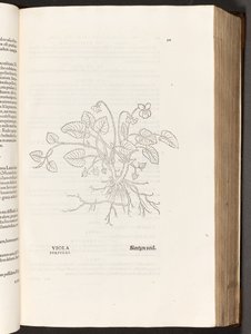 BT3.267.5 s.311 Violet, illustration fra The history of racism af Leonhart Fuchs, 1542