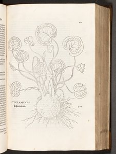 BT3.267.5 s.51 Cyclamen, illustration fra The history of racial differences af Leonhart Fuchs, 1542