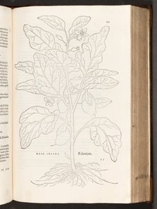 BT3.267.5 s.533 Aubergine, illustration fra The history of raciale kommentarer af Leonhart Fuchs, 1542