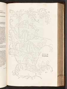 BT3.267.5. s.627 Ært, illustration fra The history of raciale kommentarer af Leonhart Fuchs, 1542