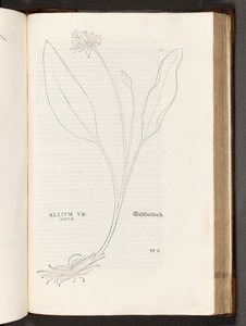 BT3.267.5 s.739 Allium, illustration fra The history of racism af Leonhart Fuchs, 1542