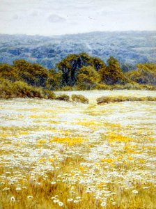 Oxeye Daisies, nær Westerham, Kent (akvarel på papir) af Helen Allingham
