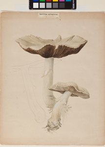 Agaricus Augustus af Helen Beatrix Potter