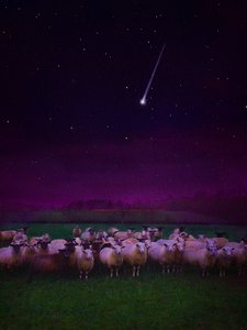 Flock by Night, 2019 af Helen White