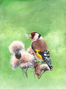 Goldfinch I, 2021 (akvarel) af Helen White