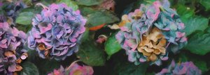Hortensia, 2018, af Helen White