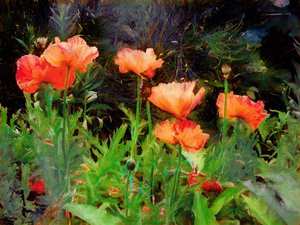 Peachy Poppies, 2020 af Helen White