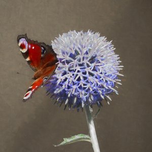 Påfugl på blå tidsel, 2018 af Helen White