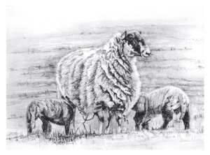 Stolt, 2012 af Helen White