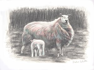 Proud, 2016, (blyantstegning) af Helen White