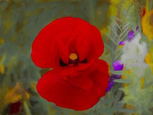 Scarlet, 2019 af Helen White