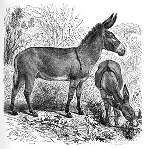 African Wild Ass, c1900