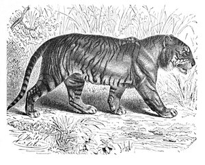 Bengal Tiger, c1900 af Helena J. Maguire