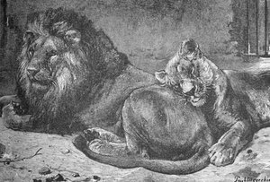 Løve og løvinde, c1900