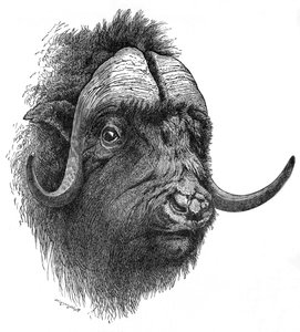 Moskusokse, c1900