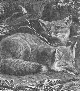 The Fox at Home, c1900 af Helena J. Maguire