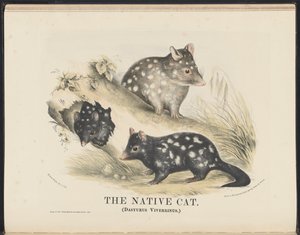 Mammals of Australia (Krefft) Nla.obj-33627803-14 The Native Cat af Helena Scott
