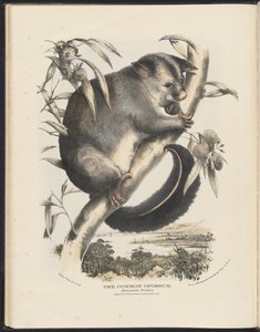 Pattedyr i Australien (Krefft) Nla.obj-33627803-9 The Common Opossum. af Helena Scott
