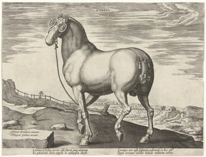 Hest fra Korsika Corsvs (titel på objekt) Hesteracer fra de kongelige stalde i Don Juan af Østrig (serietitel) Equile Ioannis Austriaci Caroli (serietitel) af Hendrick Goltzius (possibly)