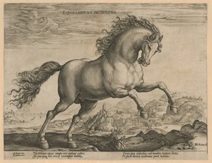 vild hest Eqvvs liber et incompǒsitvs (titel på objekt) Hesteracer fra de kongelige stalde i Don Juan af Østrig (serietitel) af Hendrick Goltzius