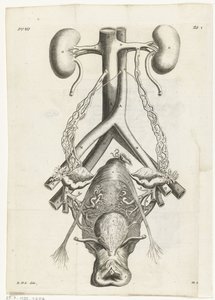 Anatomisk billede af de kvindelige kønsorganer og nyrer Bogillustration for: Reinier de Graaf, Alle værker, Amsterdam, 1686