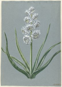 Hyacint markgreve Charles af Baden Durlach Marqgraeff Carel v: Baden Durlach (titel på objekt) af Hendrik Budde