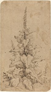 En Foxglove i blomst af Hendrik Goltzius