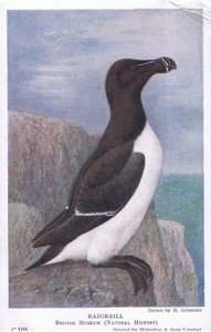 Razorbill, Postkort,1930