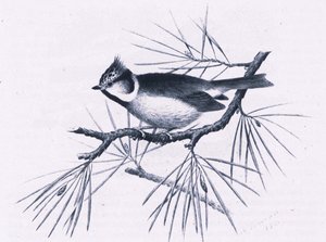 Scottish Crested Tits, Nature in Britain udgivet af Collins, 1946