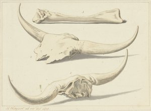 Fossile knogler af en urokse, fundet under oversvømmelsen, 1809