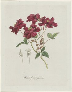Kinesisk roos (Rosa chinensis Jacq.) Rosa semperflorens (titel på objekt)