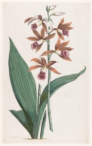 Moerasorchidee Limodorum Tankervilliae (titel på objekt)
