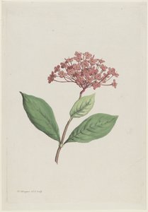 Påfuglekirsebær (Ixora coccinea)