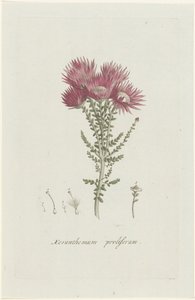 Phaenocoma prolifera Xeranthemum proliferum (titel på objekt)