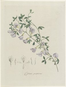 En lilla brasen Lilla Cytisus (titel på objekt)