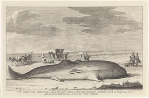 opvasket kaskelothval Afmelding af et cacheparti den 20. februar 1762 mellem Zandvoort og Wyk op Zee, kørt på en strand, stor 61 fod 6 duum. (titel på objekt) af Hendrik Spilman