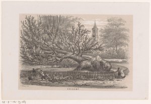 Træ blæst ned ved Koekamp, ​​​​efter stormen den 28. maj 1860 Koekamp (titel på objekt) Album med ti litografiske skitser, forestillende Tooneelen af ​​ødelæggelsen, ophidset af stormen den 28. maj 1860 i 
