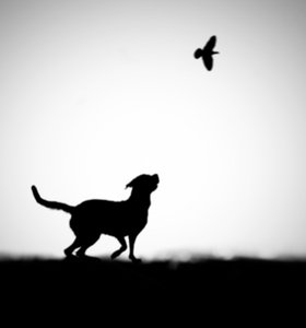 Legende hund og fuglesilhuet af Hengki Lee