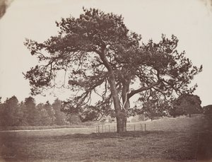 Hamilton Palace Park (Parasol Pine), ca. 1858 (foto) af Henri Charles de Rostaing