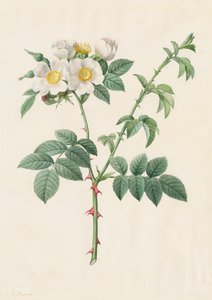 Brier Bush Rose eller Hunderose Rosa Leucantha, 1817-1824. af Pierre Joseph Redouté