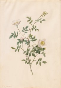 Brier Bush Rose eller Hunderose Rosa Sepium Rosea, 1817-1824. af Pierre Joseph Redouté