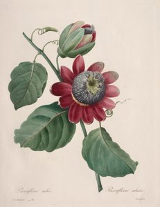 Valg af de smukkeste blomster...smukkeste frugter: Passiflore ailee, 1827. af Pierre Joseph Redouté